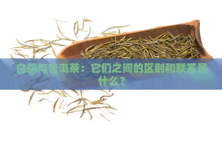 白茶与普洱茶：它们之间的区别和联系是什么？