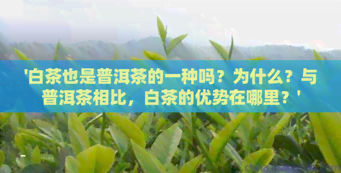 '白茶也是普洱茶的一种吗？为什么？与普洱茶相比，白茶的优势在哪里？'