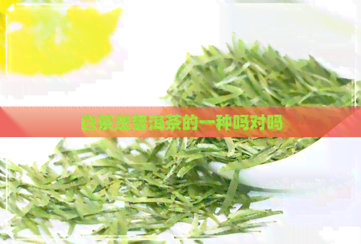 白茶是普洱茶的一种吗对吗