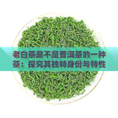 老白茶是不是普洱茶的一种茶：探究其独特身份与特性