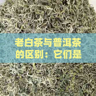 老白茶与普洱茶的区别：它们是同一种茶吗？