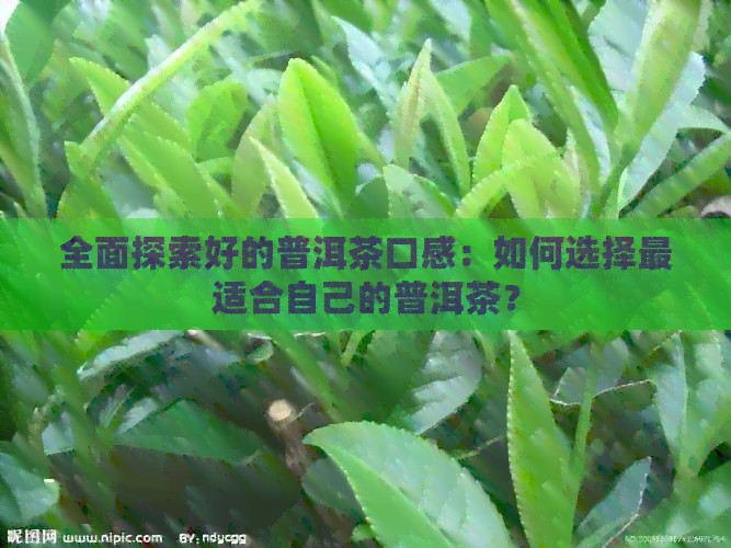 全面探索好的普洱茶口感：如何选择最适合自己的普洱茶？