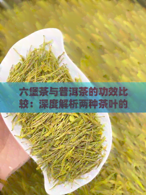 六堡茶与普洱茶的功效比较：深度解析两种茶叶的益处与区别