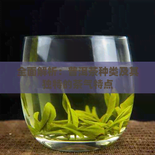 全面解析：普洱茶种类及其独特的茶气特点