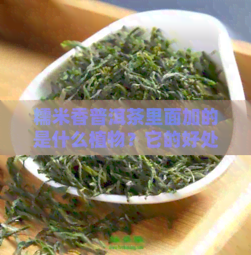 糯米香普洱茶里面加的是什么植物？它的好处和坏处是什么？