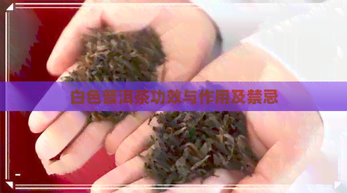 白色普洱茶功效与作用及禁忌