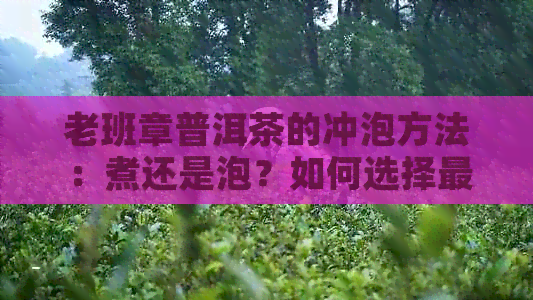 老班章普洱茶的冲泡方法：煮还是泡？如何选择最适合的泡茶方式？