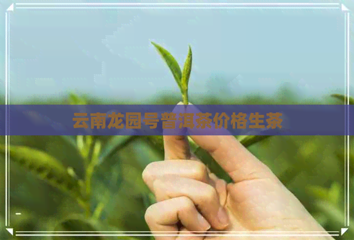 云南龙园号普洱茶价格生茶