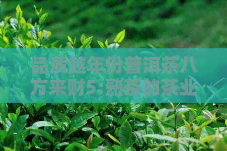 品质越年份普洱茶八方来财5:熟茶的茶业新标杆