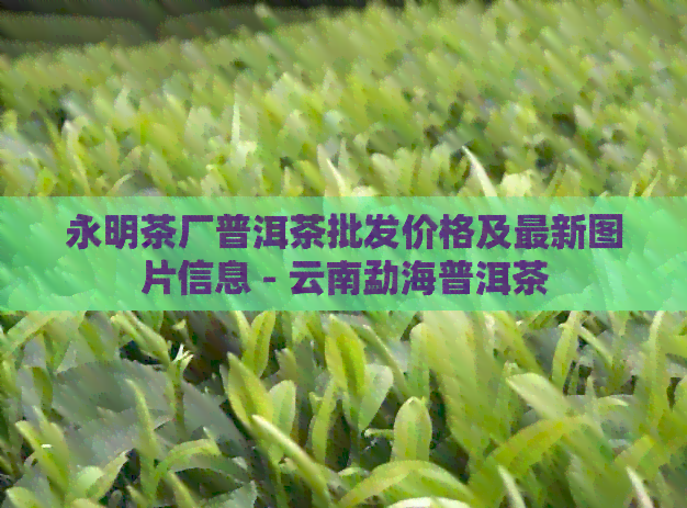 永明茶厂普洱茶批发价格及最新图片信息 - 云南勐海普洱茶