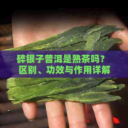 碎银子普洱是熟茶吗？ 区别、功效与作用详解