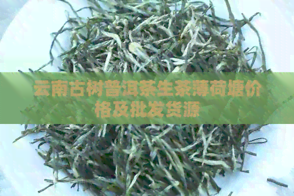 云南古树普洱茶生茶薄荷塘价格及批发货源