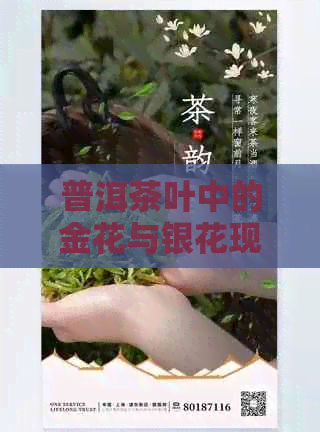 普洱茶叶中的金花与银花现象：真相揭秘