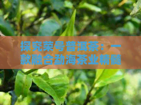 探究荣号普洱茶：一款融合勐海茶业精髓的高品质茶叶体验