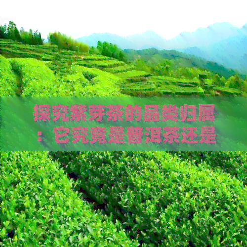 探究紫芽茶的品类归属：它究竟是普洱茶还是其他？