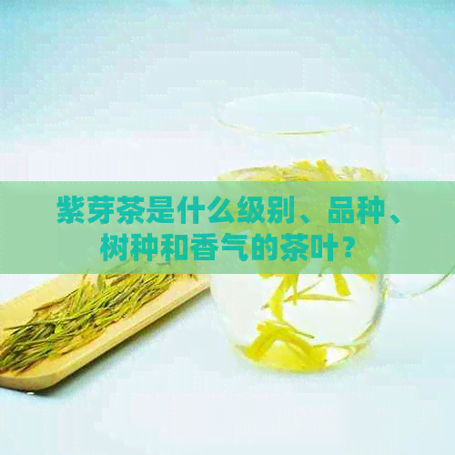 紫芽茶是什么级别、品种、树种和香气的茶叶？