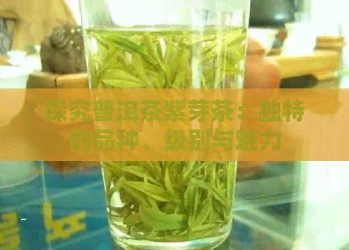 探究普洱茶紫芽茶：独特的品种、级别与魅力