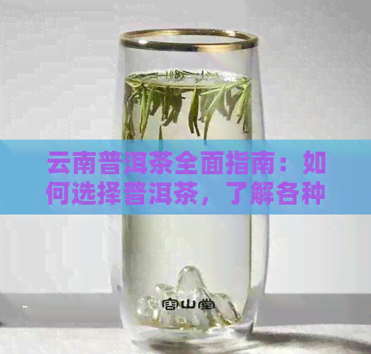 云南普洱茶全面指南：如何选择普洱茶，了解各种口感和品质特点