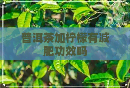 普洱茶加柠檬有减肥功效吗