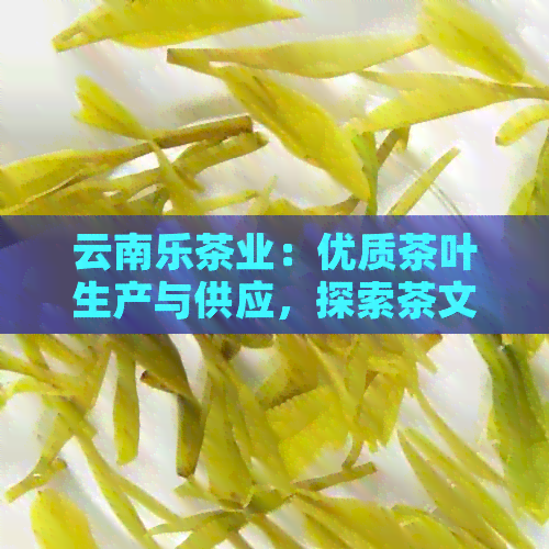 云南乐茶业：优质茶叶生产与供应，探索茶文化之美