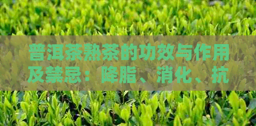 普洱茶熟茶的功效与作用及禁忌：降脂、消化、抗氧化，但过量饮用易伤肾。