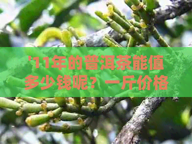 '11年的普洱茶能值多少钱呢？一斤价格分析'