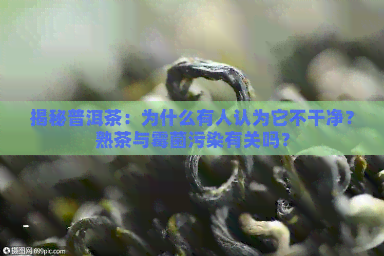 揭秘普洱茶：为什么有人认为它不干净？熟茶与霉菌污染有关吗？