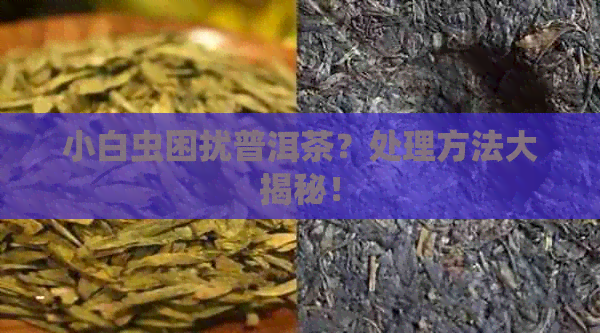 小白虫困扰普洱茶？处理方法大揭秘！