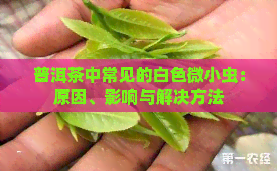 普洱茶中常见的白色微小虫：原因、影响与解决方法