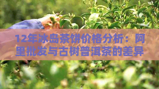 12年冰岛茶饼价格分析：阿里批发与古树普洱茶的差异