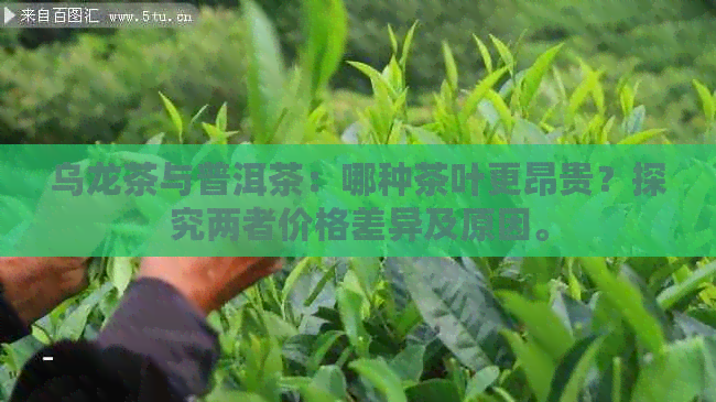 乌龙茶与普洱茶：哪种茶叶更昂贵？探究两者价格差异及原因。