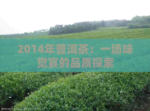 2014年普洱茶：一场味觉宴的品质探索