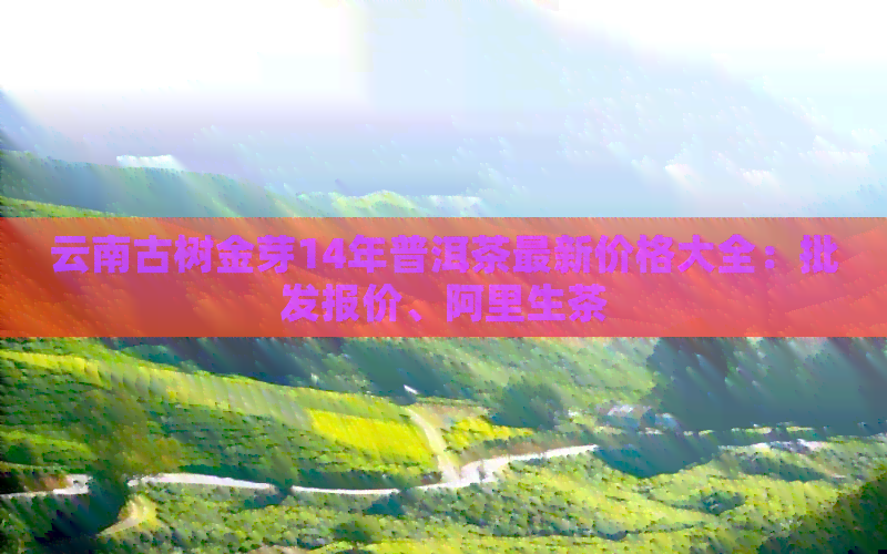云南古树金芽14年普洱茶最新价格大全：批发报价、阿里生茶