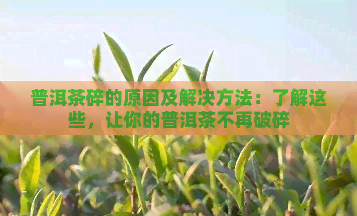 普洱茶碎的原因及解决方法：了解这些，让你的普洱茶不再破碎