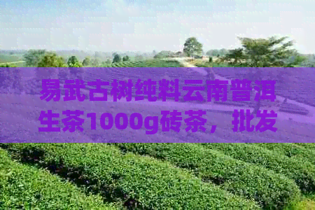 易武古树纯料云南普洱生茶1000g砖茶，批发报价优中