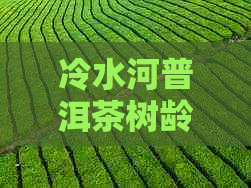 冷水河普洱茶树龄：价格与特点一览