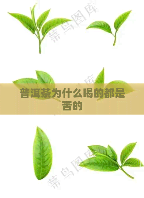 普洱茶为什么喝的都是苦的