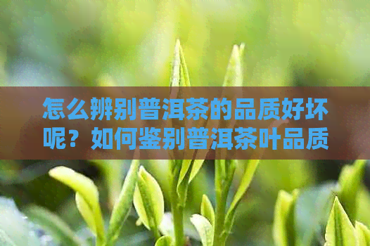 怎么辨别普洱茶的品质好坏呢？如何鉴别普洱茶叶品质，怎样识别普洱茶优劣