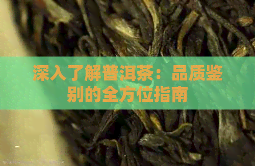 深入了解普洱茶：品质鉴别的全方位指南