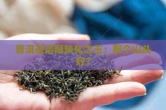 普洱茶后期转化之王：那个山头好？