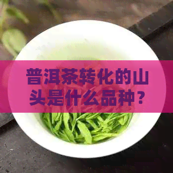 普洱茶转化的山头是什么品种？