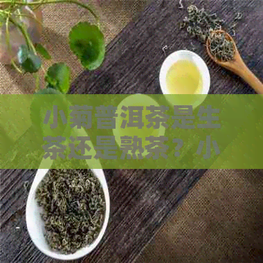 小菊普洱茶是生茶还是熟茶？小菊普洱茶的功效和作用，以及冲泡方法。