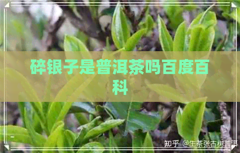 碎银子是普洱茶吗百度百科