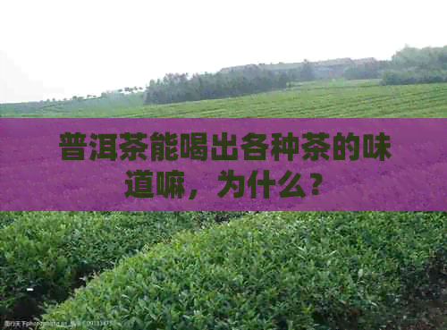 普洱茶能喝出各种茶的味道嘛，为什么？