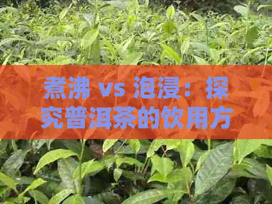 煮沸 vs 泡浸：探究普洱茶的饮用方式