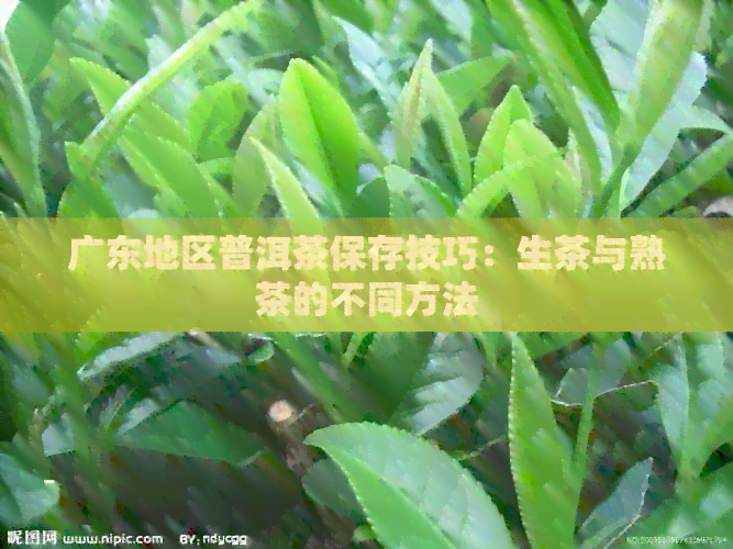 广东地区普洱茶保存技巧：生茶与熟茶的不同方法