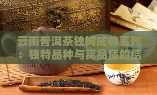 云南普洱茶独树成林系列：独特品种与高品质的结合，一斤价位分析