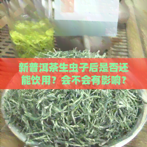 新普洱茶生虫子后是否还能饮用？会不会有影响？