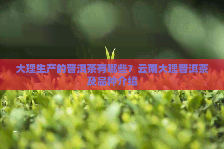 大理生产的普洱茶有哪些？云南大理普洱茶及品种介绍