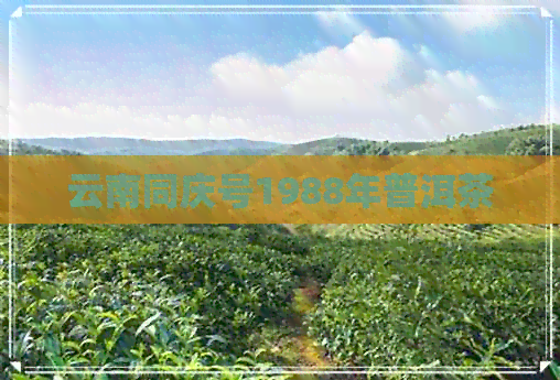 云南同庆号1988年普洱茶